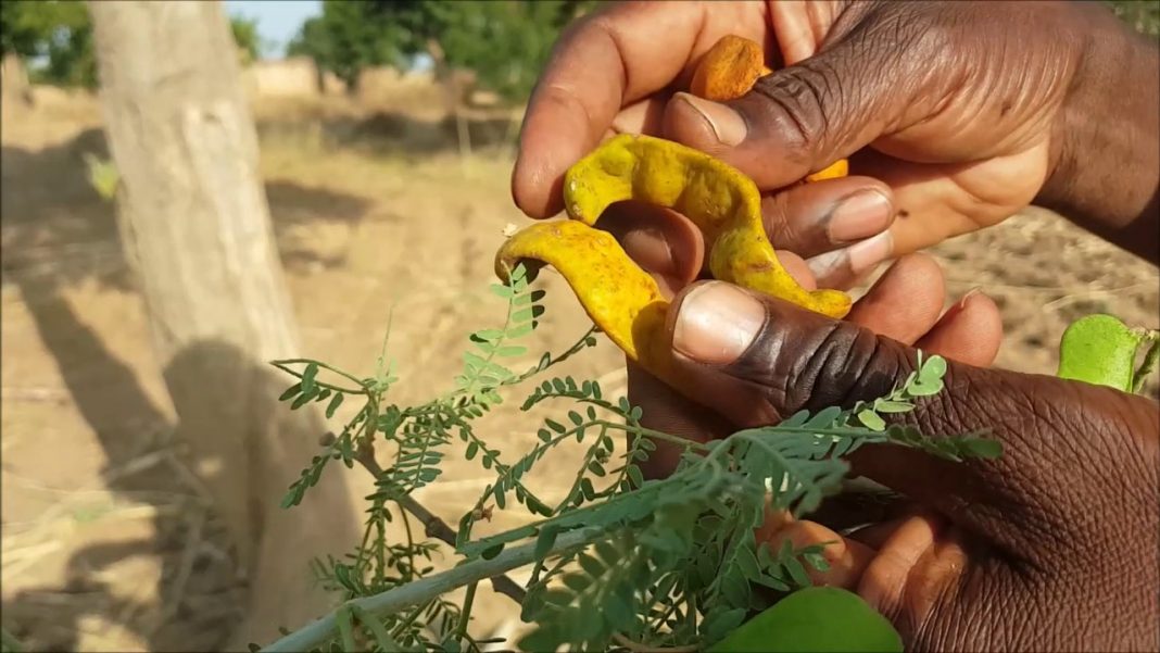 LE KADD « FAIDHERBIA ALBIDA » : L’ARBRE MIRACLE - Environnement Afrique